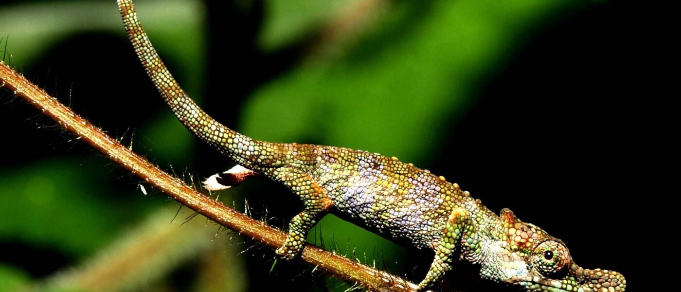 Presentation in Munster about Madagascar’s chameleons