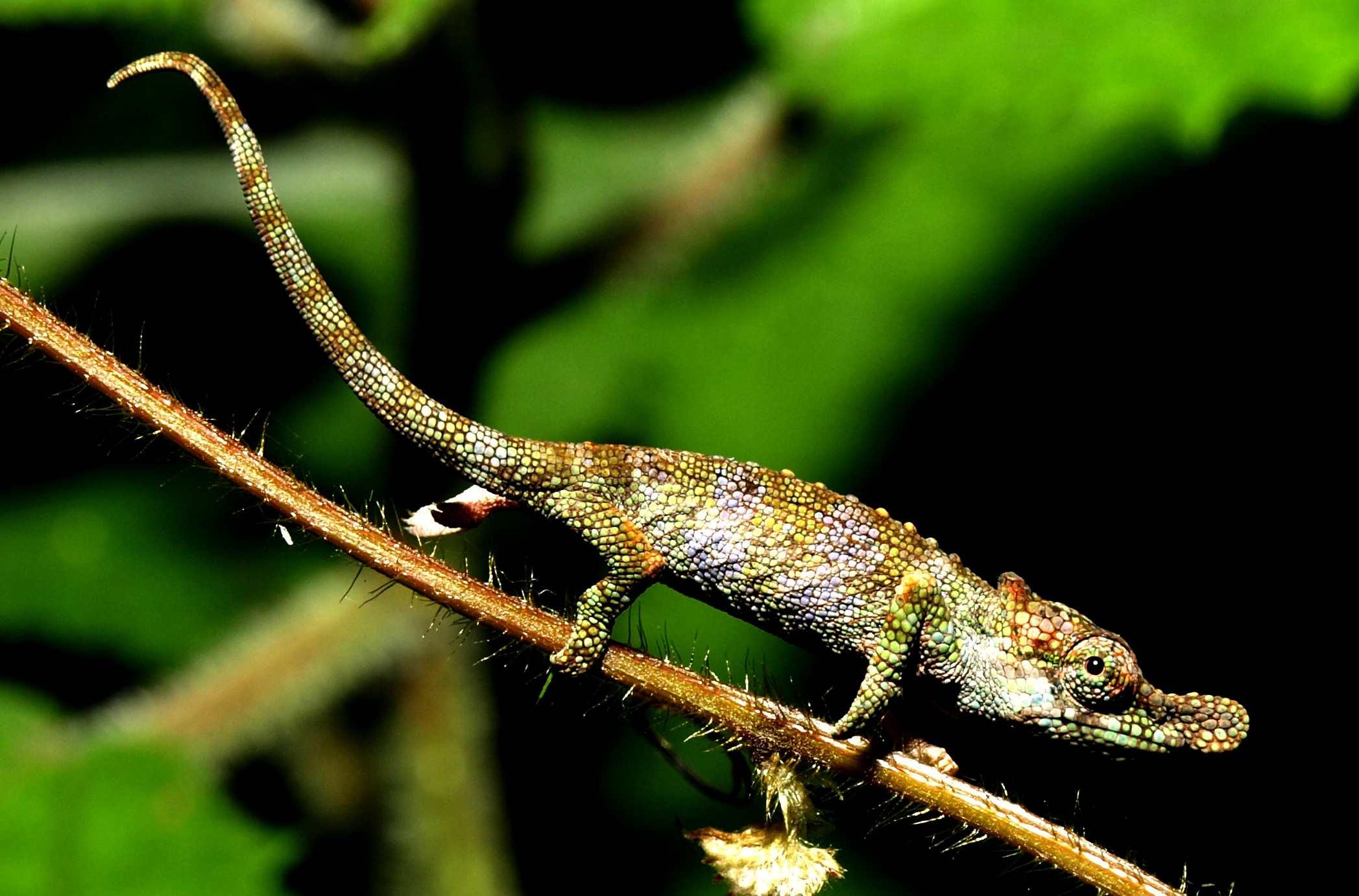 Vortrag in Münster über Madagaskars Chamäleons Vortrag in Münster über Madagaskars Chamäleons