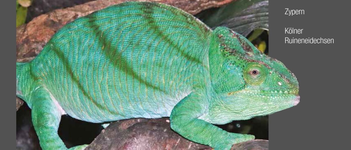 Chamäleons in der Elaphe