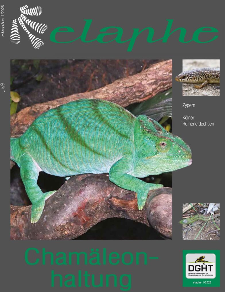 Chamäleons in der Elaphe Chamäleons in der Elaphe