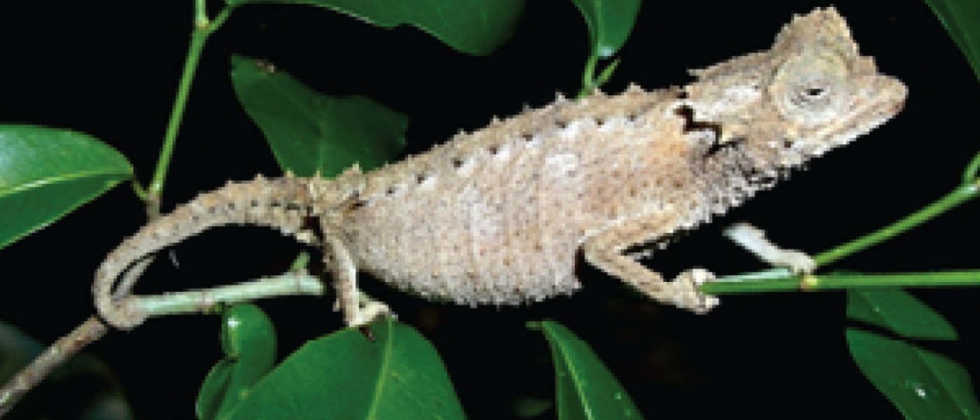 Chamäleons in Namoroka (Madagaskar)