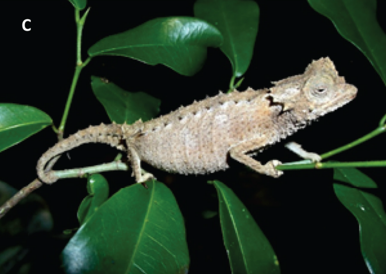 Chameleons in Namoroka (Madagascar) Chameleons in Namoroka (Madagascar)