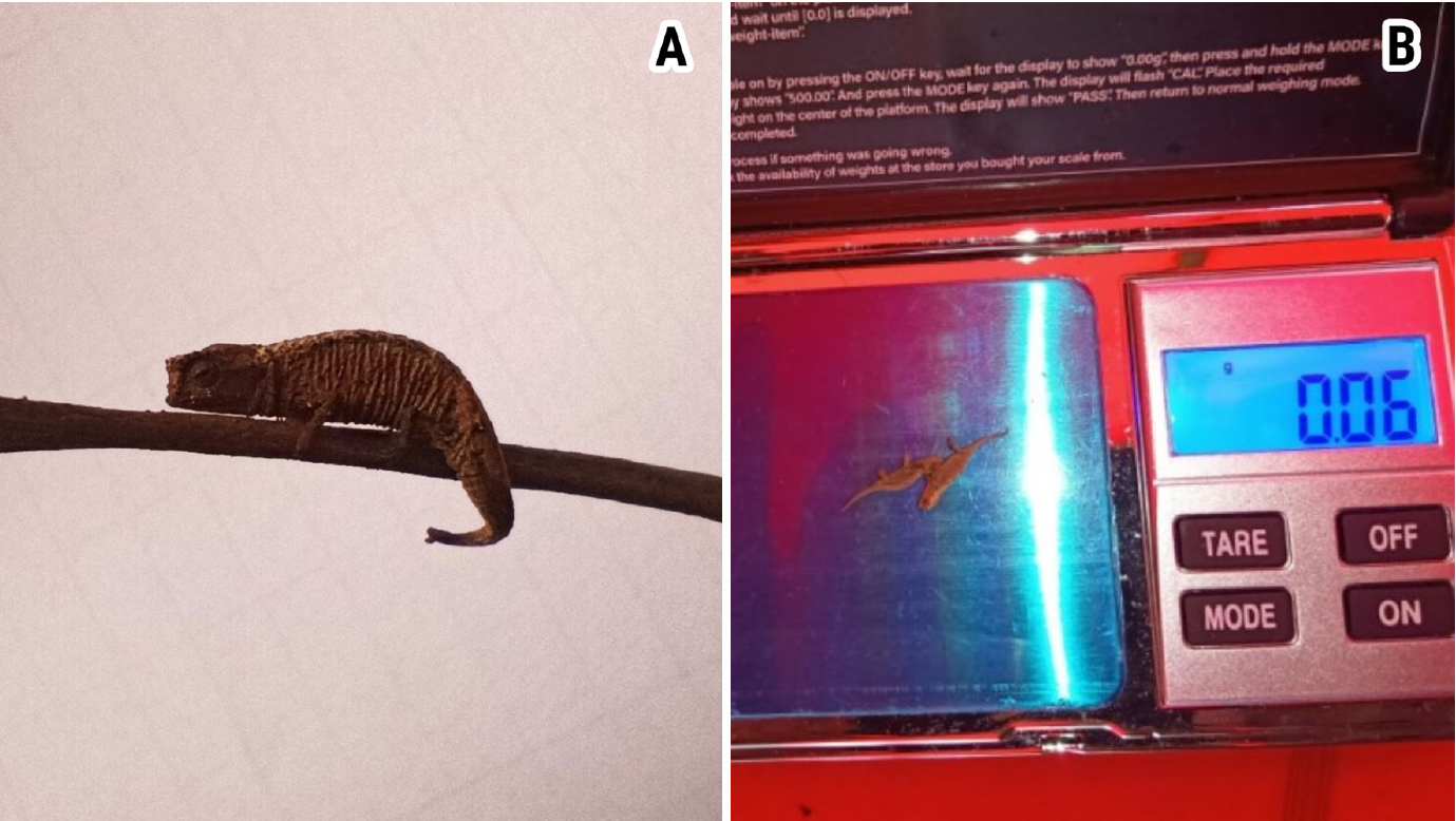 Abundance of the world’s smallest chameleon (Madagascar) Abundance of the world’s smallest chameleon (Madagascar)