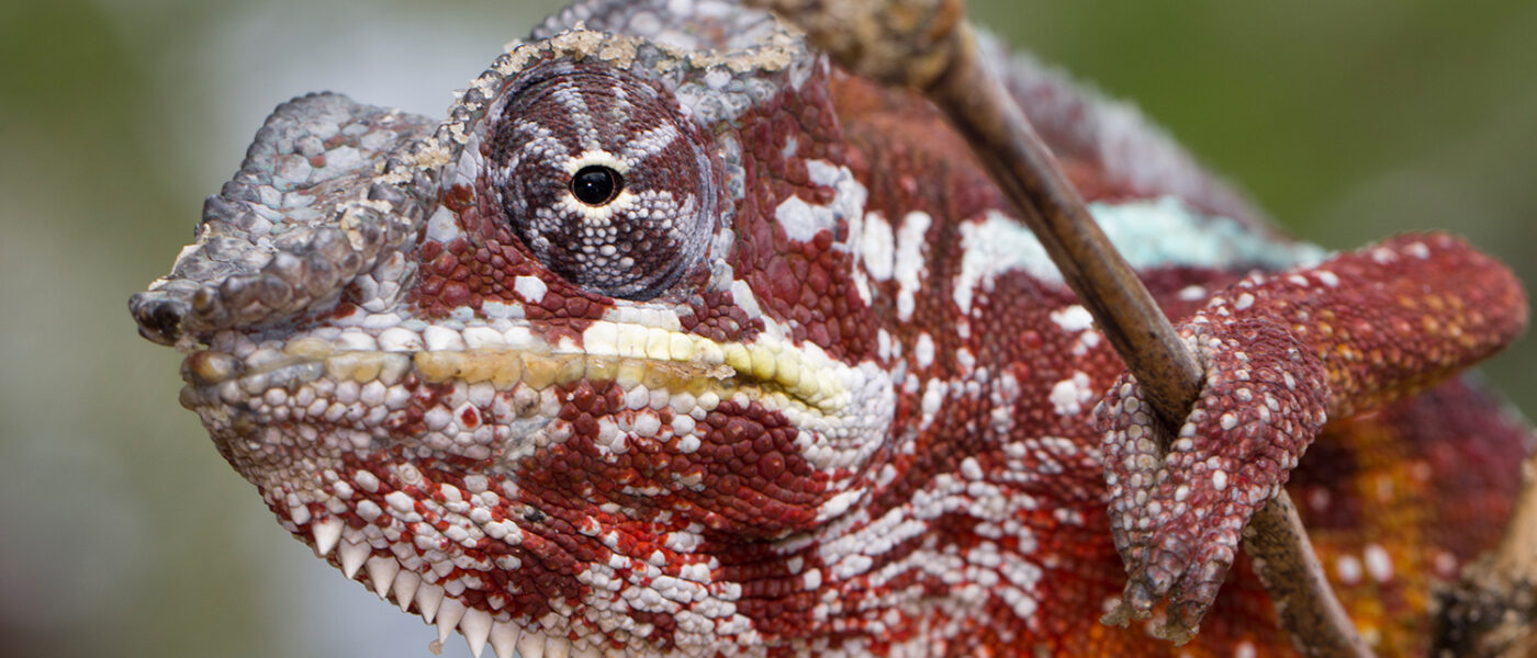 Chameleons as moral authorities