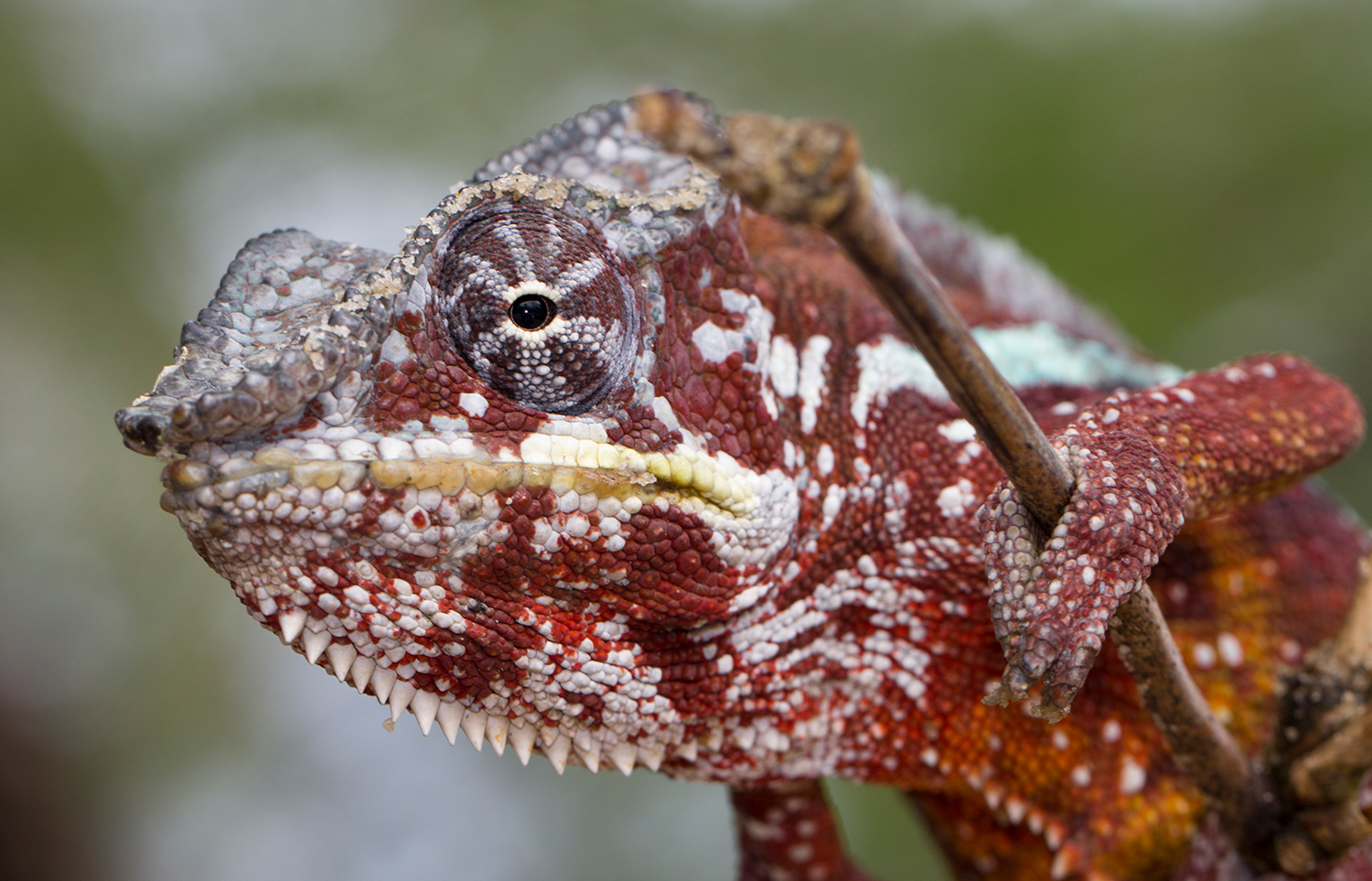 Chameleons as moral authorities Chameleons as moral authorities