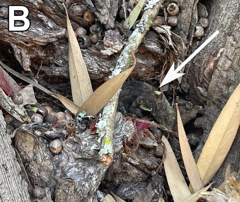 Frugivorie und Temperatur steuerndes Verhalten des Knysna-Zwergchamäleons