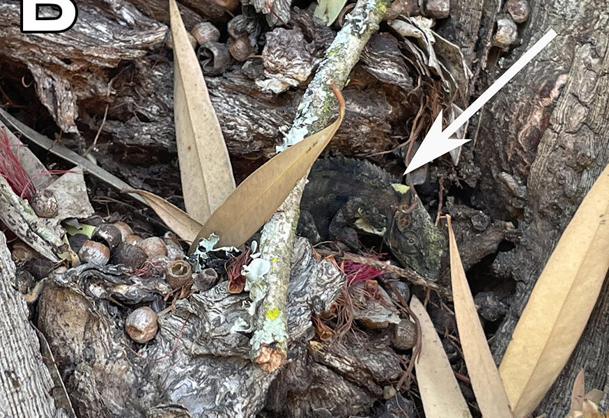 Frugivory and temperature-regulated behaviour in the Knysna dwarf chameleon