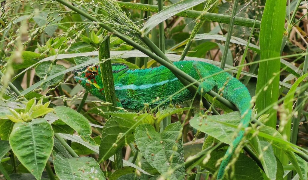 Invasive chameleons in subsaharan Africa