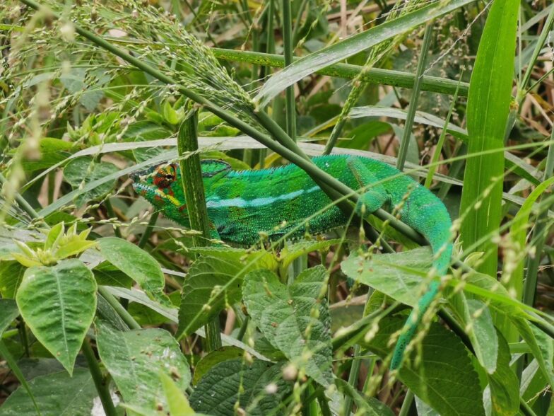 Invasive chameleons in subsaharan Africa