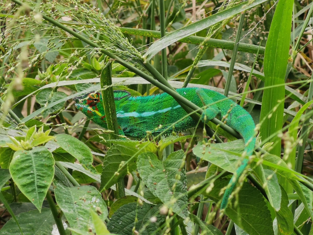 Invasive chameleons in subsaharan Africa