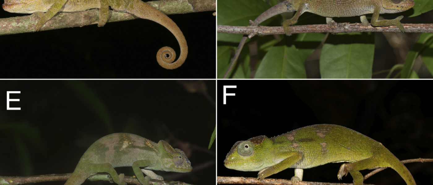 Vier neue Nadzikambia-Arten in Mosambik