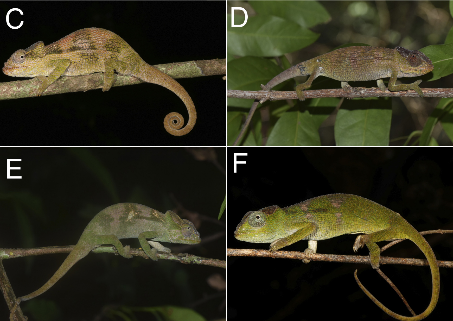 Vier neue Nadzikambia-Arten in Mosambik