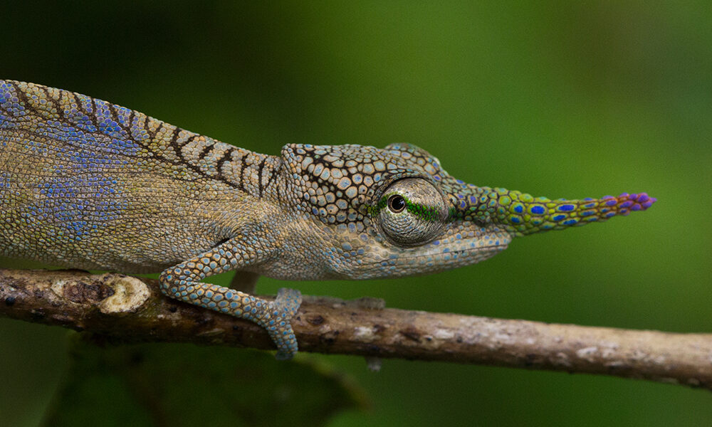 Habitats and distribution of chameleon species in Vohimana (Madagascar)