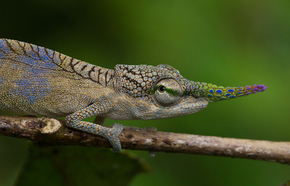 Habitats and distribution of chameleon species in Vohimana (Madagascar)