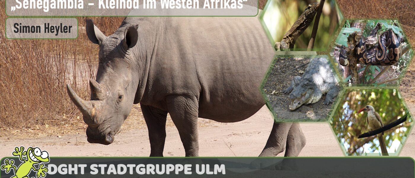 [:de]Vortrag in Ulm über Senegambia[:en]Presentation in Ulm about Senegambia[:]