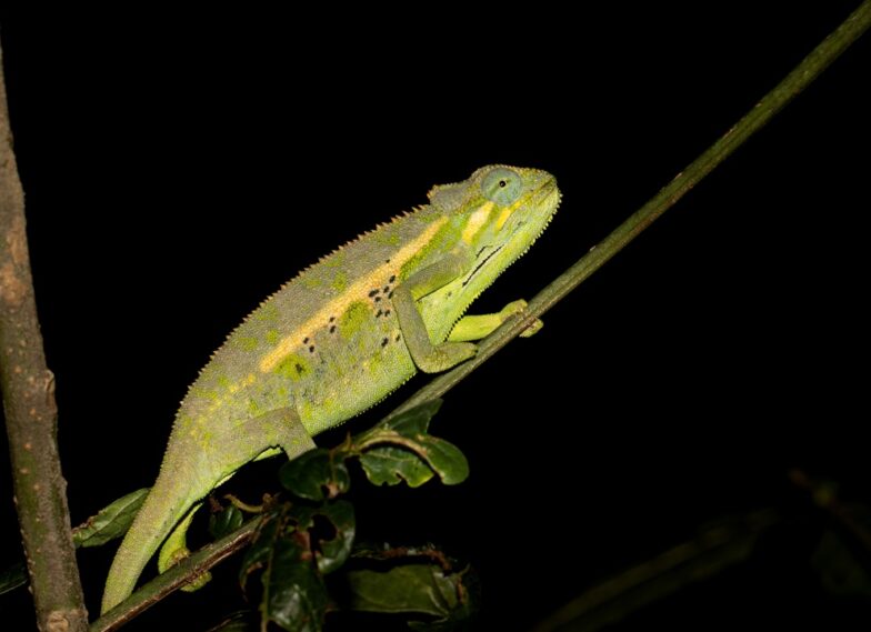 Trioceros ellioti, fotografiert von Stefanie Leber in Kenia