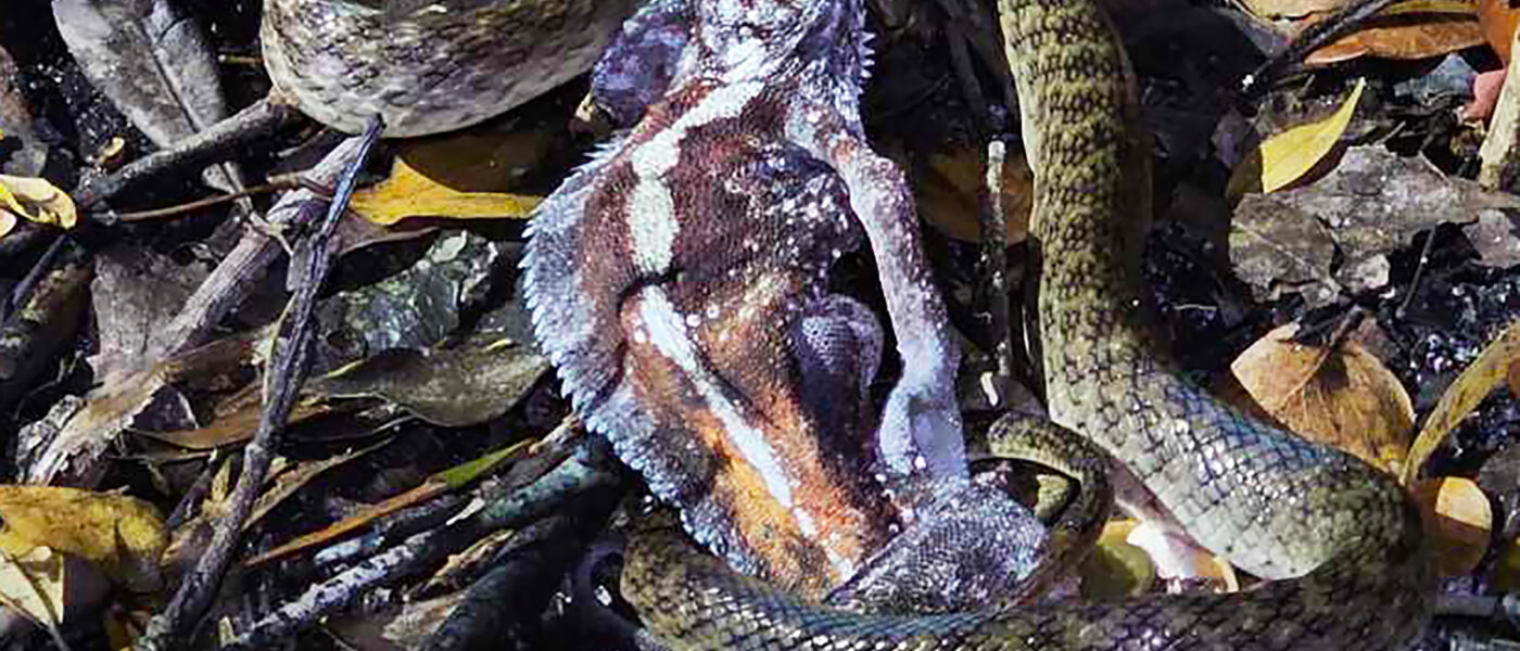 Katzenaugennatter frisst Chamäleonkadaver (Madagaskar)