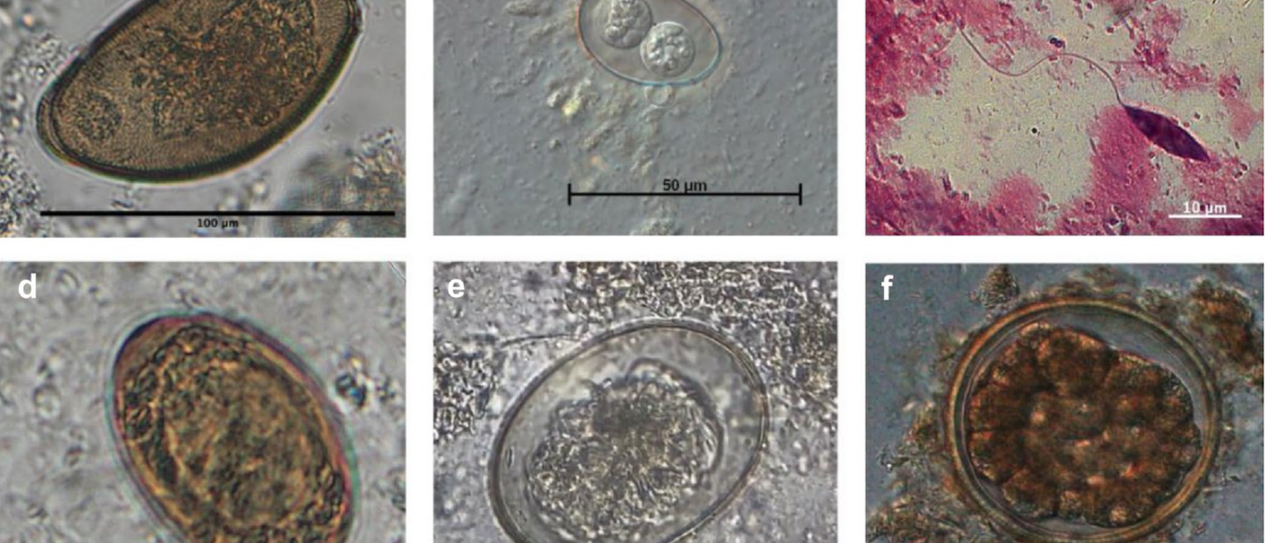 Parasiten bei Chamäleons in der Terraristik in Deutschland