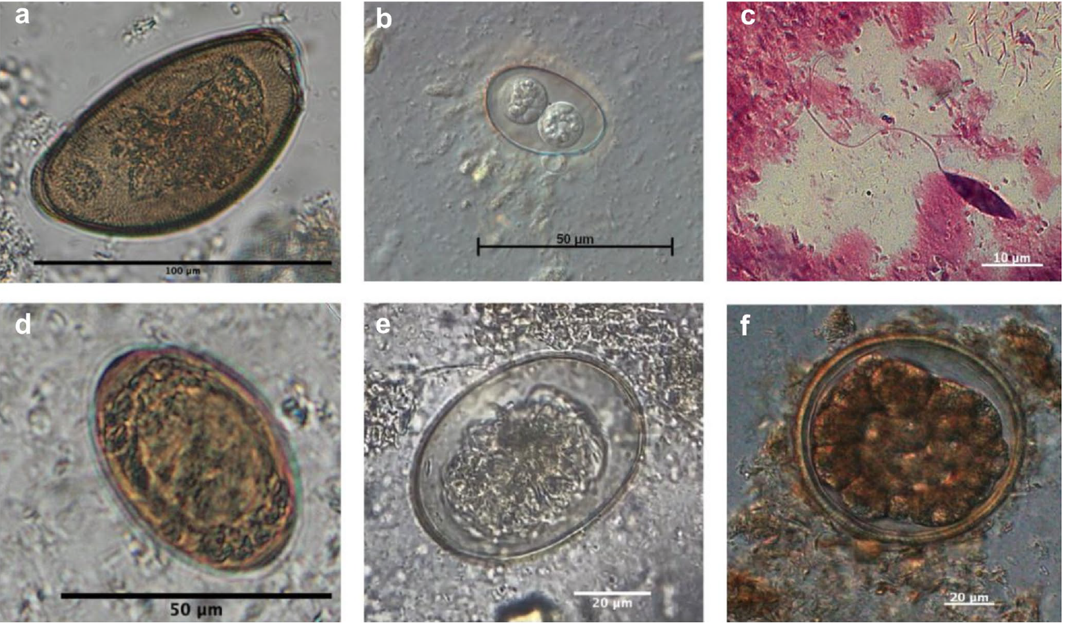 Parasiten bei Chamäleons in der Terraristik in Deutschland Parasiten bei Chamäleons in der Terraristik in Deutschland