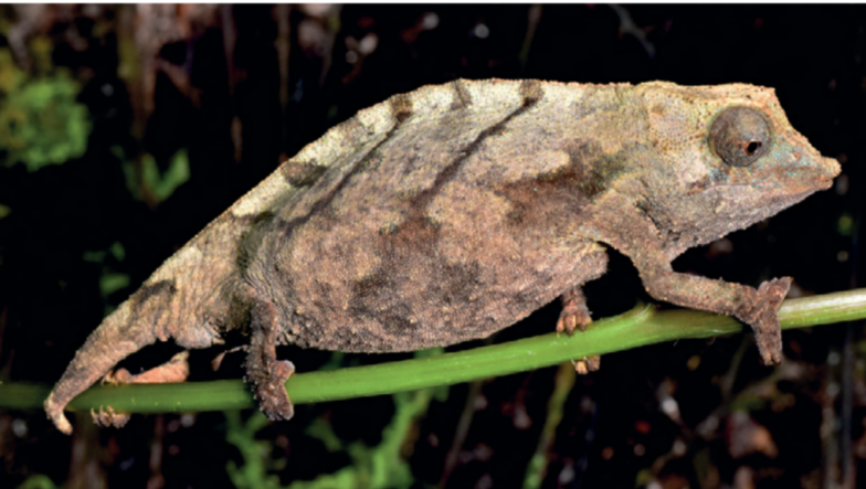 Neuer Fundort von Rhampholeon temporalis (Tansania)