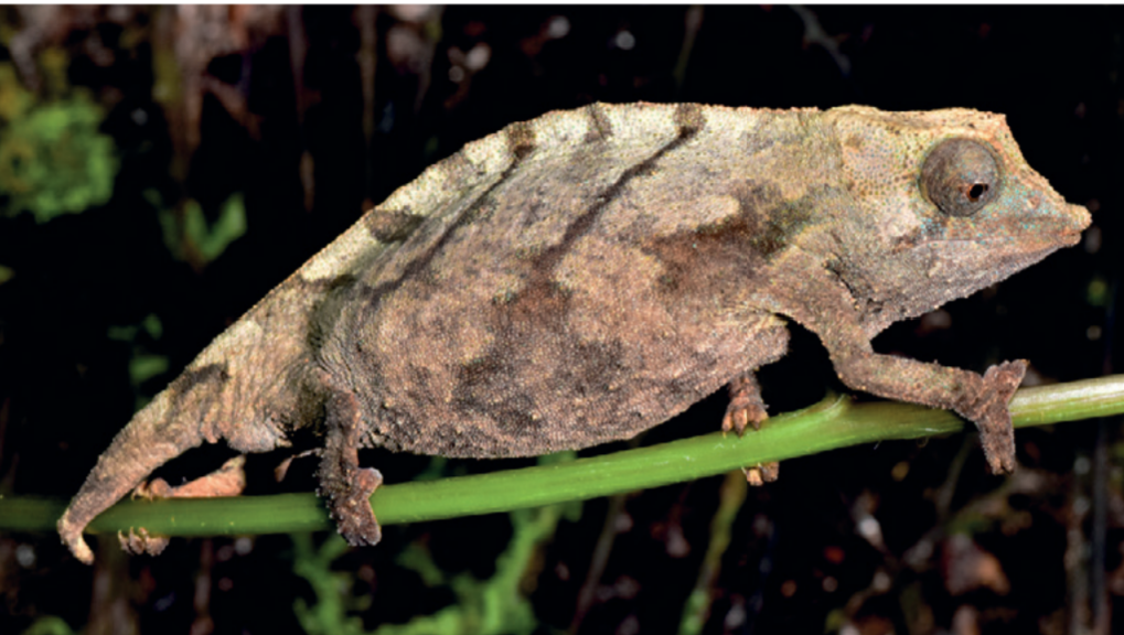 Neuer Fundort von Rhampholeon temporalis (Tansania)