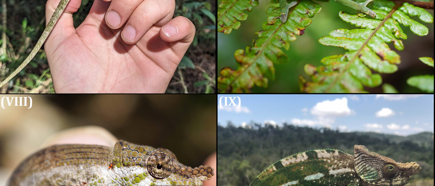 Chamäleons im Schutzgebiet Ivohiboro (Madagaskar)