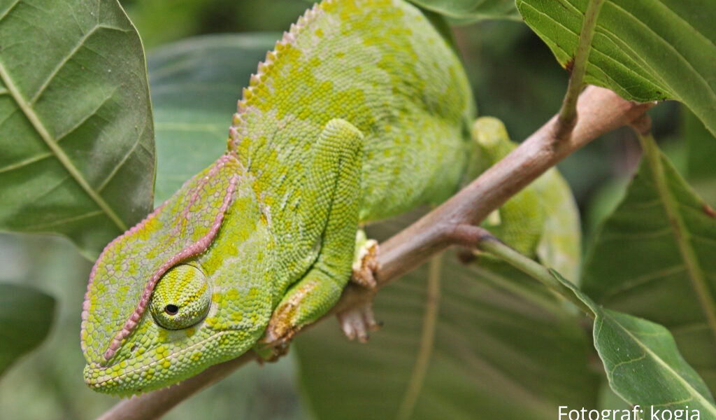 Chamäleons in Hadejia Wetlands (Nigeria)       