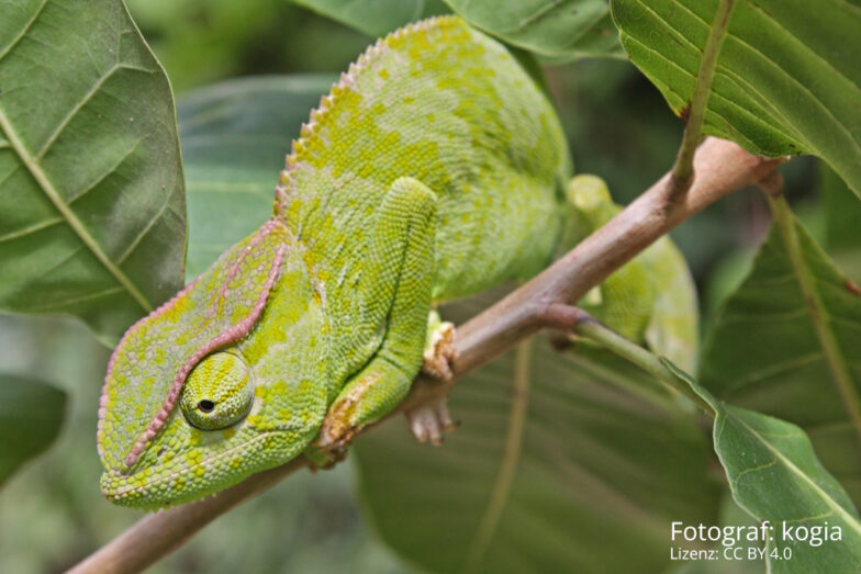 Chamäleons in Hadejia Wetlands (Nigeria)       