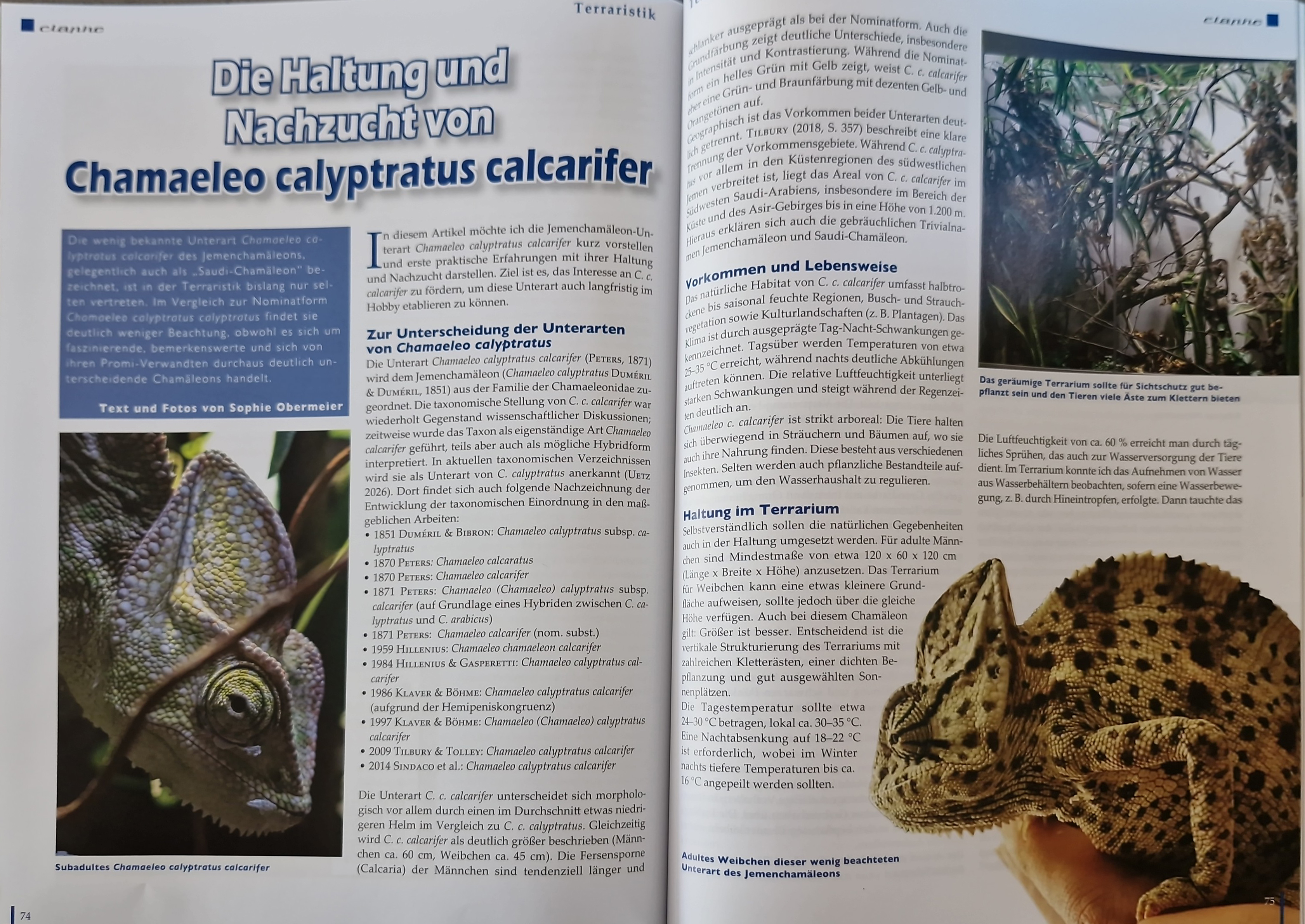 Haltung von Chamaeleo calyptratus calcarifer