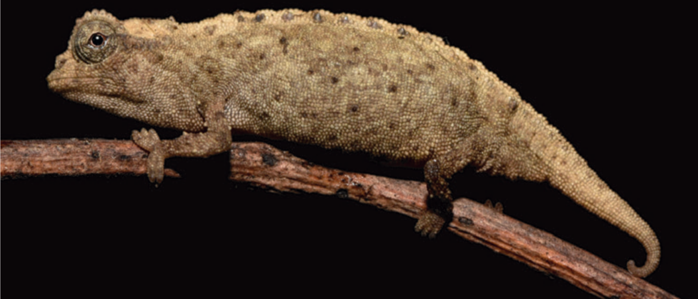 Brookesia micra auf zweiter Insel entdeckt