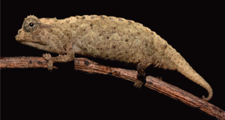 Brookesia micra auf zweiter Insel entdeckt